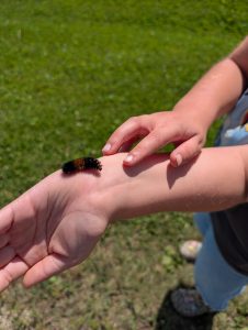 A wooly bear caterpillar on my daughter's hand. 